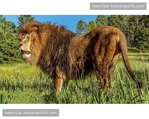 北非双雄之巅:当阿特拉斯雄狮遇见法老王,谁才是撒哈拉真正的霸主?